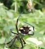 Argiope argentata